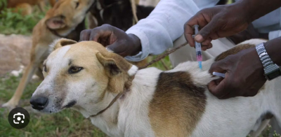 Veterinarian task dog owners on regular vaccination